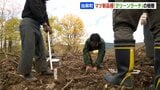 マツ新品種「クリーンラーチ」野ネズミなどの食害に強くCO2吸収量多い特徴 当麻町で植樹「地域で盛り上がる力に」|TBS NEWS DIG