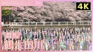 【4K 】 館林の春に舞う ~桜とこいのぼり~ 【JNN sakuraドローンDIG 2025】|TBS NEWS DIG