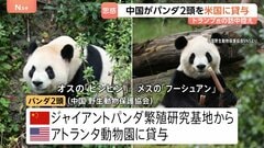 中国がパンダ2頭をアメリカに貸与　トランプ大統領の訪中前に発表　アトランタ動物園に オス「平平（ピンピン）」とメス「福双（フーシュアン）」の2頭| TBS CROSS DIG with Bloomberg