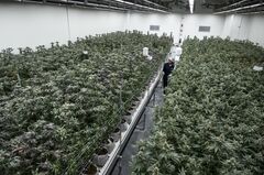 タイの大麻業界、アヌティン新首相で追い風期待－保健相時代に合法化| TBS CROSS DIG with Bloomberg