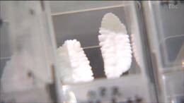 7年間魚を食べ続け101種類の“耳石”集める　高校生「三つ星耳石ハンター」誕生　宮城県初|TBS NEWS DIG