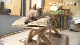 愛犬を飼えなくなったら？ 24時間 手厚くケア 認知症や介護が必要な犬たちが穏やかな余生を過ごす ＜老犬ホーム物語＞前編|TBS NEWS DIG