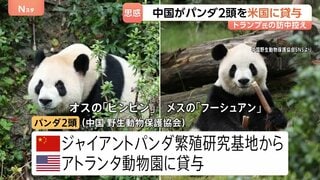 中国がパンダ2頭をアメリカに貸与　トランプ大統領の訪中前に発表　アトランタ動物園に オス「平平（ピンピン）」とメス「福双（フーシュアン）」の2頭| TBS CROSS DIG with Bloomberg