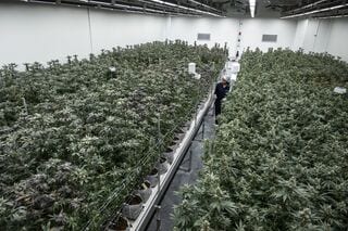 タイの大麻業界、アヌティン新首相で追い風期待-保健相時代に合法化| TBS CROSS DIG with Bloomberg