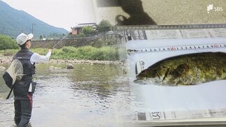 おいしいアユが育つ清流にブラックバスの影 静岡・佐久間地域に県内初の「リリース禁止令」 その場で締めて持ち帰ることが絶対条件に＝静岡・浜松市　|　静岡のニュース | SBSNEWS | 静岡放送