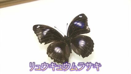 リユウキユウムラサキ14頭、外、沖縄迷蝶 img_7ac688494912e236ed92131c97