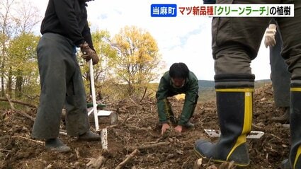 マツ新品種「クリーンラーチ」野ネズミなどの食害に強くCO2吸収量多い
