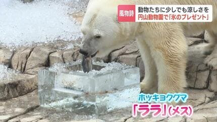 円山動物園で動物たちに“氷”のプレゼント ホッキョクグマ「ララ」もご