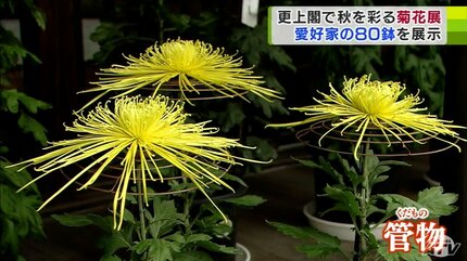 愛好家たちが丹精込めて育てた「キクの花」約80鉢が展示 更上閣で