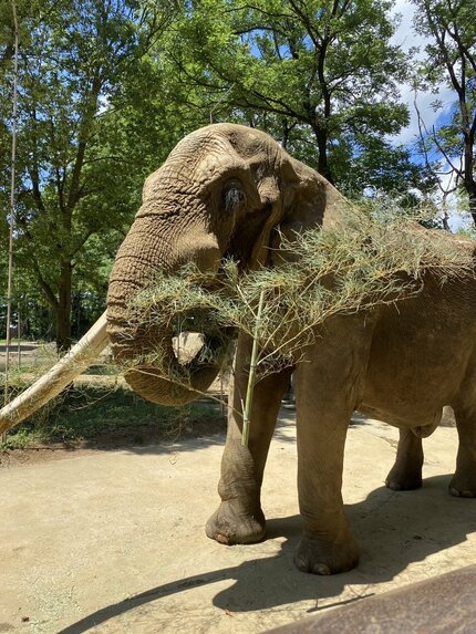 速報】アフリカゾウのベン（推定36歳）死ぬ 仙台市八木山動物公園