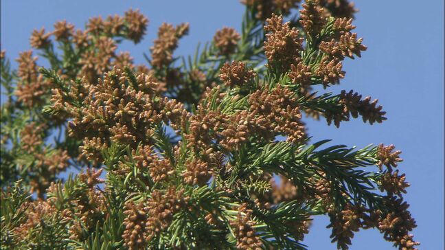 スギ花粉がピーク、次はヒノキへ　急増する子どもの花粉症…需要高まる「塗る目薬」|TBS NEWS DIG