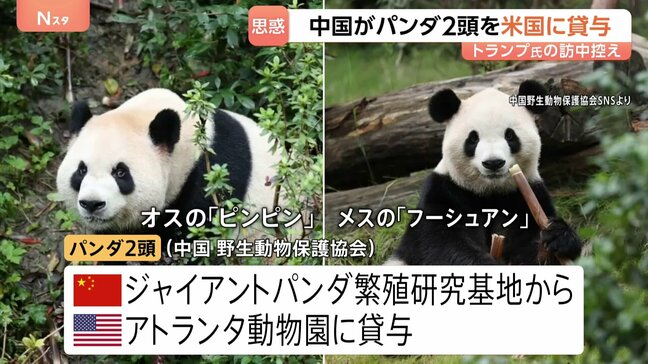 中国がパンダ2頭をアメリカに貸与　トランプ大統領の訪中前に発表　アトランタ動物園に オス「平平（ピンピン）」とメス「福双（フーシュアン）」の2頭|TBS NEWS DIG