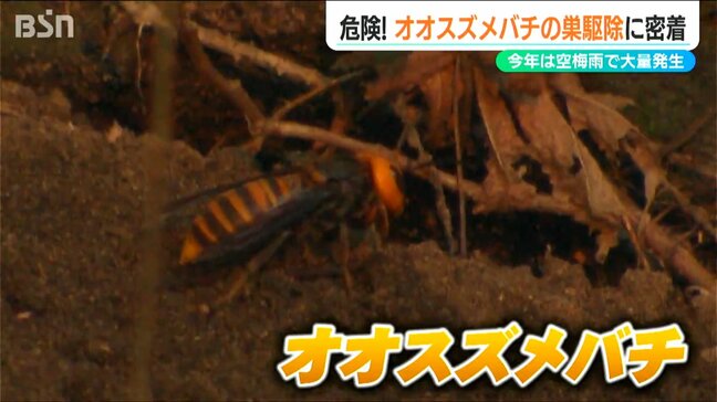 「最悪 死に至ることも…」“日本一凶暴”オオスズメバチの駆除に密着　今年は“空梅雨”で大量発生か　市街地でも注意　新潟・胎内市|TBS NEWS DIG