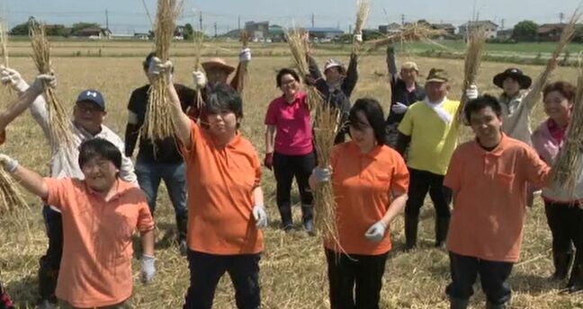 「環境に優しい」大麦のわらを使ったストローづくり始まる 石川・小松市|TBS NEWS DIG