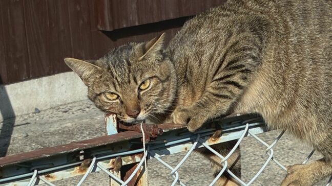 【ネコ虐待】「苦しそうだった」首に巻かれたひもの先に水の入った重いペットボトル…フェンス上で首が絞まった状態で発見 同じ場所で過去にも似た事案が発生|TBS NEWS DIG