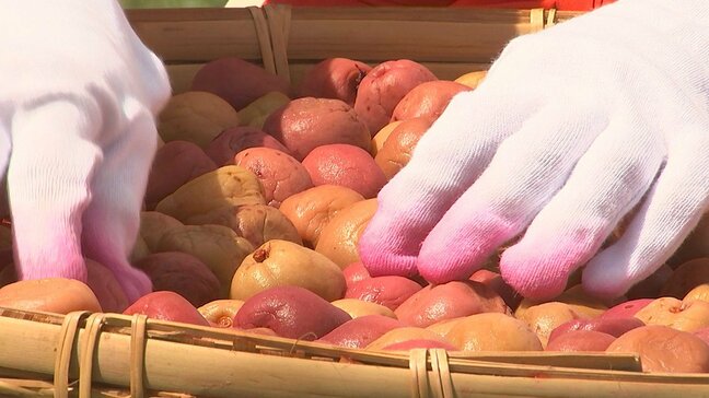 豊後梅400キロを天日干し　大分県護国神社|TBS NEWS DIG