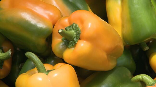 “パプリカ”ではなく“ピーマン”、カラフルな「彩りパプリコ」収穫の最盛期 肉厚で糖度が高く“生”でも食べられる【高知・嶺北】|TBS NEWS DIG