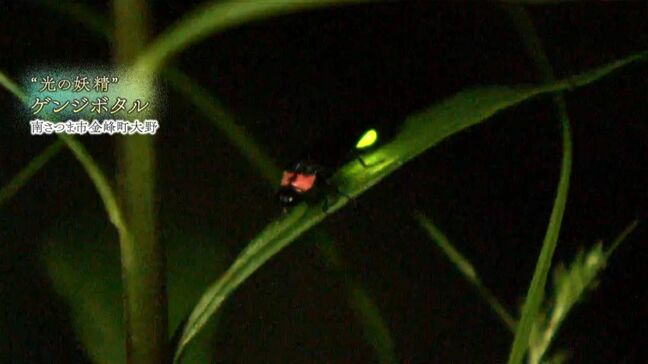 乱舞する光の妖精！ゲンジボタルが見ごろ　鹿児島・南さつま市金峰町|TBS NEWS DIG