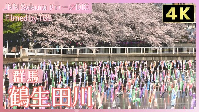 【4K 】 館林の春に舞う ~桜とこいのぼり~ 【JNN sakuraドローンDIG 2025】|TBS NEWS DIG