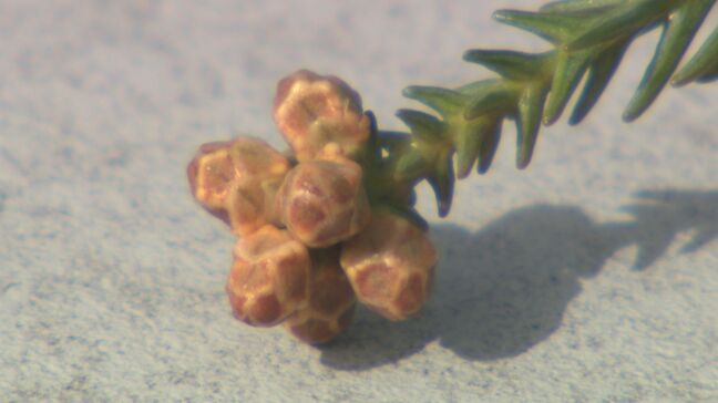 「油断大敵！花粉症デビューしないよう」花粉シーズン突入「傾向と対策」例年より飛散多い予想 低年齢化も|TBS NEWS DIG