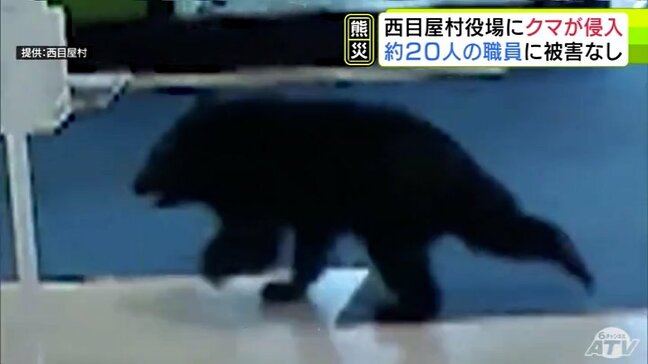 「ドアに大きなものがぶつかる『ドン』『ガン』という音…」走ってきた『子グマ』が役場に侵入　体長約50cm　当時約20人の職員が「県外でよく見るニュースはひとごとではない」青森県西目屋村|TBS NEWS DIG