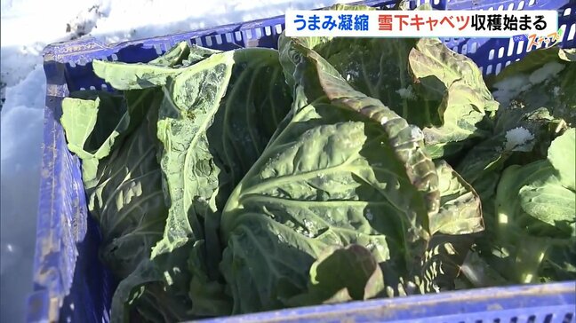 糖度は通常の倍近く…うまみ凝縮「雪下キャベツ」収穫始まる　福島・猪苗代町|TBS NEWS DIG