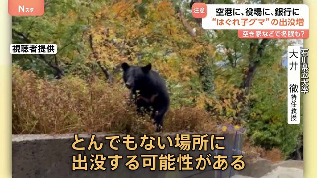 可愛い?いえ…実は危険です “はぐれ子グマ”に注意 危険な場所&安全な場所も分からず、どこへでも出没?小さくても攻撃力は高い 専門家「異常事態です」|TBS NEWS DIG