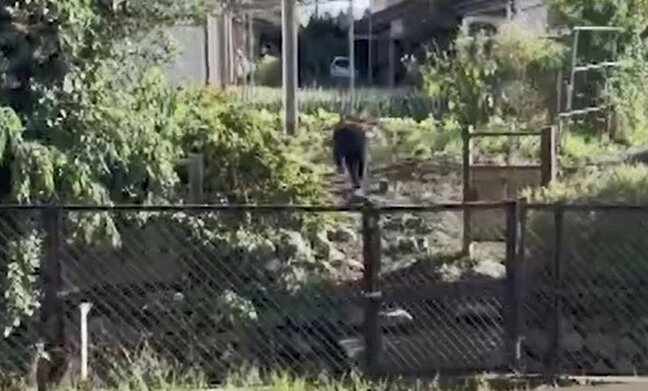 住宅の敷地にクマ出没の長野県飯田市…新たに同じ地区で目撃情報 10月に入って10件以上…注意呼びかけ|TBS NEWS DIG