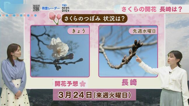 桜の開花予想は3月24日（火）――長崎の天気、今週は「さくらの成長を促す雨」も|TBS NEWS DIG