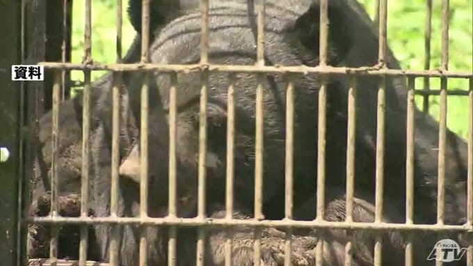 高市早苗 総理が「クマ対策」で自治体への財政支援を強化する考え示す「国民の安全安心を脅かす深刻な事態と受け止めています」|TBS NEWS DIG