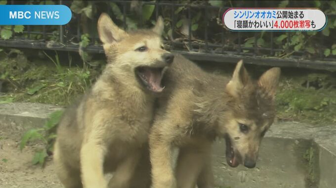 マニアは４０００枚激写！　シンリンオオカミの赤ちゃん　公開にみんなメロメロ　|　鹿児島のニュース｜MBC NEWS｜南日本放送