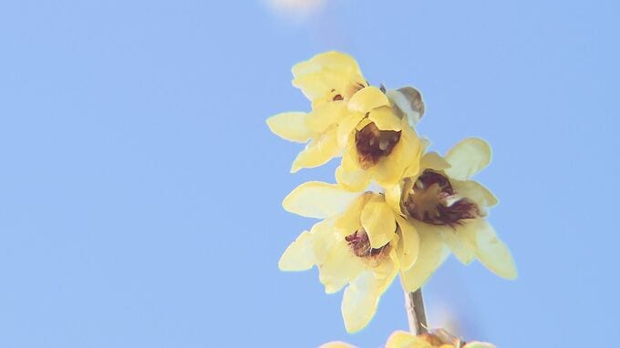 ろう細工のような色と艶…本格的な寒さの中「ロウバイ」見頃　福島・いわき市|TBS NEWS DIG