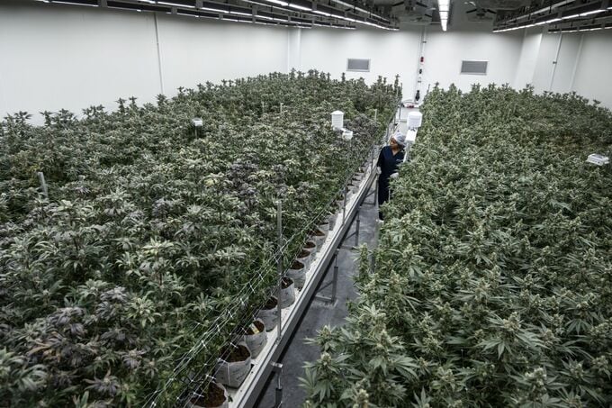 タイの大麻業界、アヌティン新首相で追い風期待－保健相時代に合法化