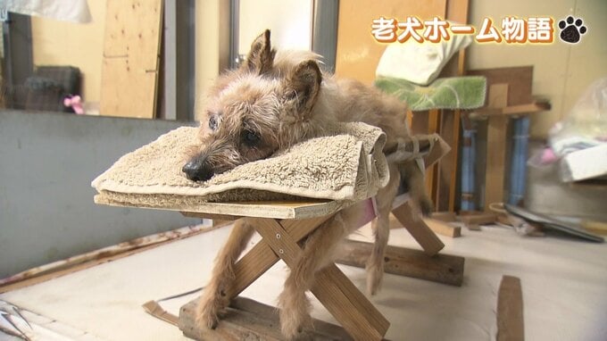 愛犬を飼えなくなったら？ 24時間 手厚くケア 認知症や介護が必要な犬たちが穏やかな余生を過ごす ＜老犬ホーム物語＞前編|TBS NEWS DIG