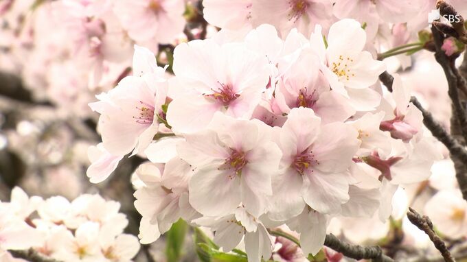 静岡でサクラ満開　平年より6日、昨年より10日遅く＝静岡地方気象台　|　静岡のニュース | SBSNEWS | 静岡放送