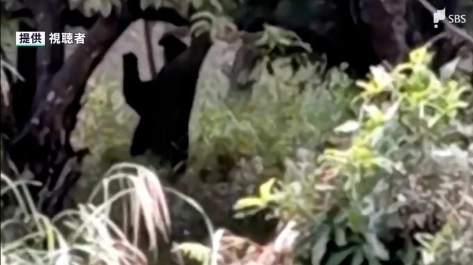 クマの目撃情報 4月～11月1日で31件　「緊急銃猟」の独自マニュアル整備や罠の追加購入も＝静岡・富士宮市|TBS NEWS DIG