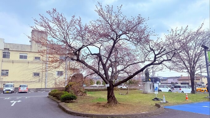 一関でサクラ開花　最高気温14.4度の陽気で一気にほころぶ　岩手|TBS NEWS DIG