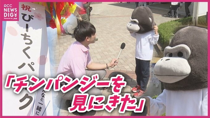 ゴリラの着ぐるみで｢チンパンジーを見に来た!?｣　安佐動物公園の人気施設“ぴーちくパーク”きょうで開園25年　クジャクも大きな羽広げ来園者を出迎え　広島|TBS NEWS DIG