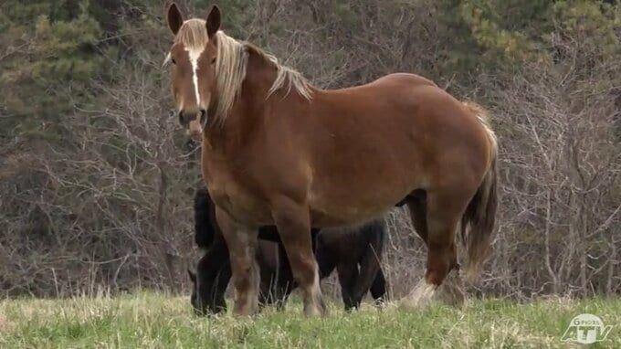 青森県の天然記念物「寒立馬」の仔馬が誕生　愛くるしい姿も「初産のため遠くから見守って」　|　青森のニュース│ATV NEWS│青森テレビ