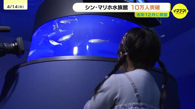 「思ったより沢山のかたに来てもらい、少し早めの達成になった」シン・マリホ水族館　来館者数が10万人突破　|　RCC NEWS | 広島ニュース | RCC中国放送