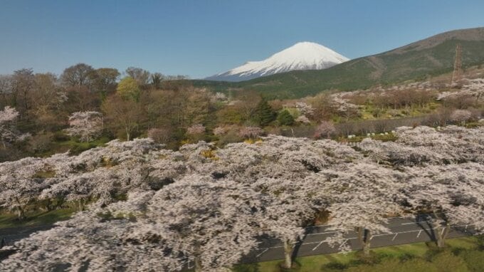 日本さくら名所百選にもなった　静岡県小山町・富士霊園の桜並木　|　山梨のニュース | ＵＴＹテレビ山梨