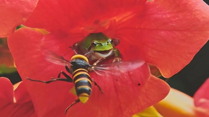 花の中でカエルと “ハチ合わせ”  動植物の営みを捉えた「日本の自然」写真展  中城村で　|　沖縄のニュース｜RBC 琉球放送