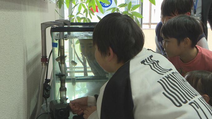 子どもたちがフグの飼育開始　水族館・海響館と連携した海洋教育　山口県下関市　|　山口のニュース・天気・防災｜tys NEWS｜ｔｙｓテレビ山口