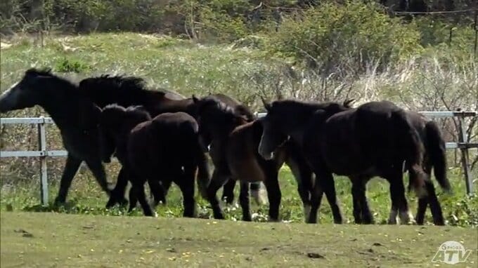 5月1日から5年ぶりに再開　観光客が蹴られる事故から中止だった灯台敷地内での「寒立馬の自由放牧」　頭数を限定したうえで周辺には警備員2人を配置　青森県東通村|TBS NEWS DIG