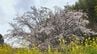 樹齢400年「魚見桜」開花進む　菜の花との共演も　大分・日出町　|　大分のニュース｜OBS NEWS｜大分放送