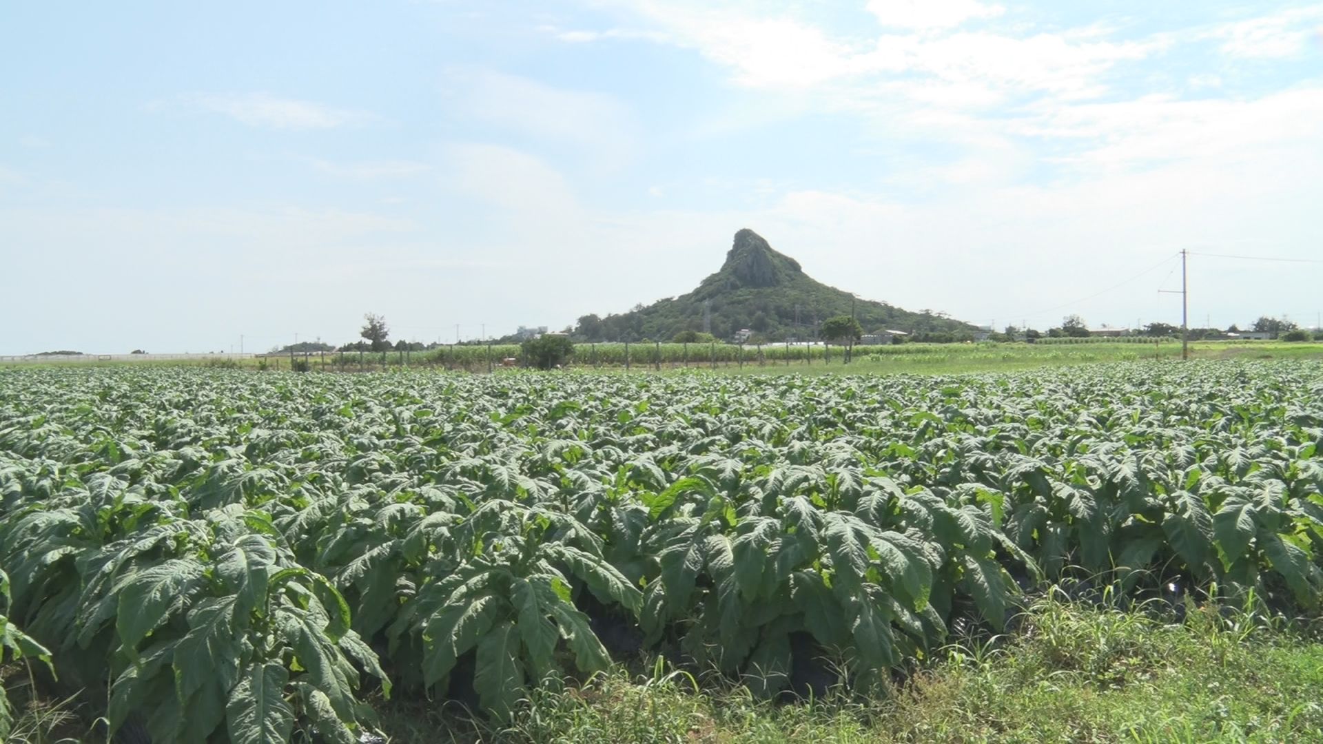 沖縄有数の葉タバコ産地の伊江島で収穫作業始まる
