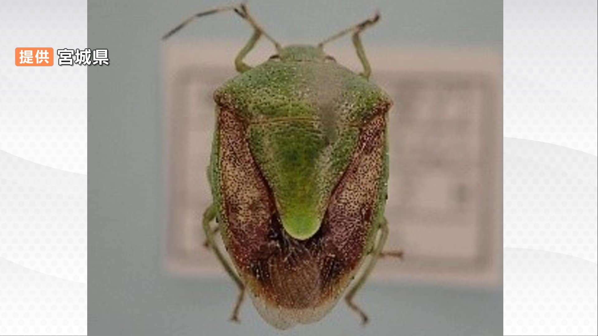 カメムシが街中で増加 ナゼこの時期大量発生？照明の下を飛び回る黒い物体「異臭を放つアイツ」 | 宮城のニュース│tbc NEWS│tbc東北放送