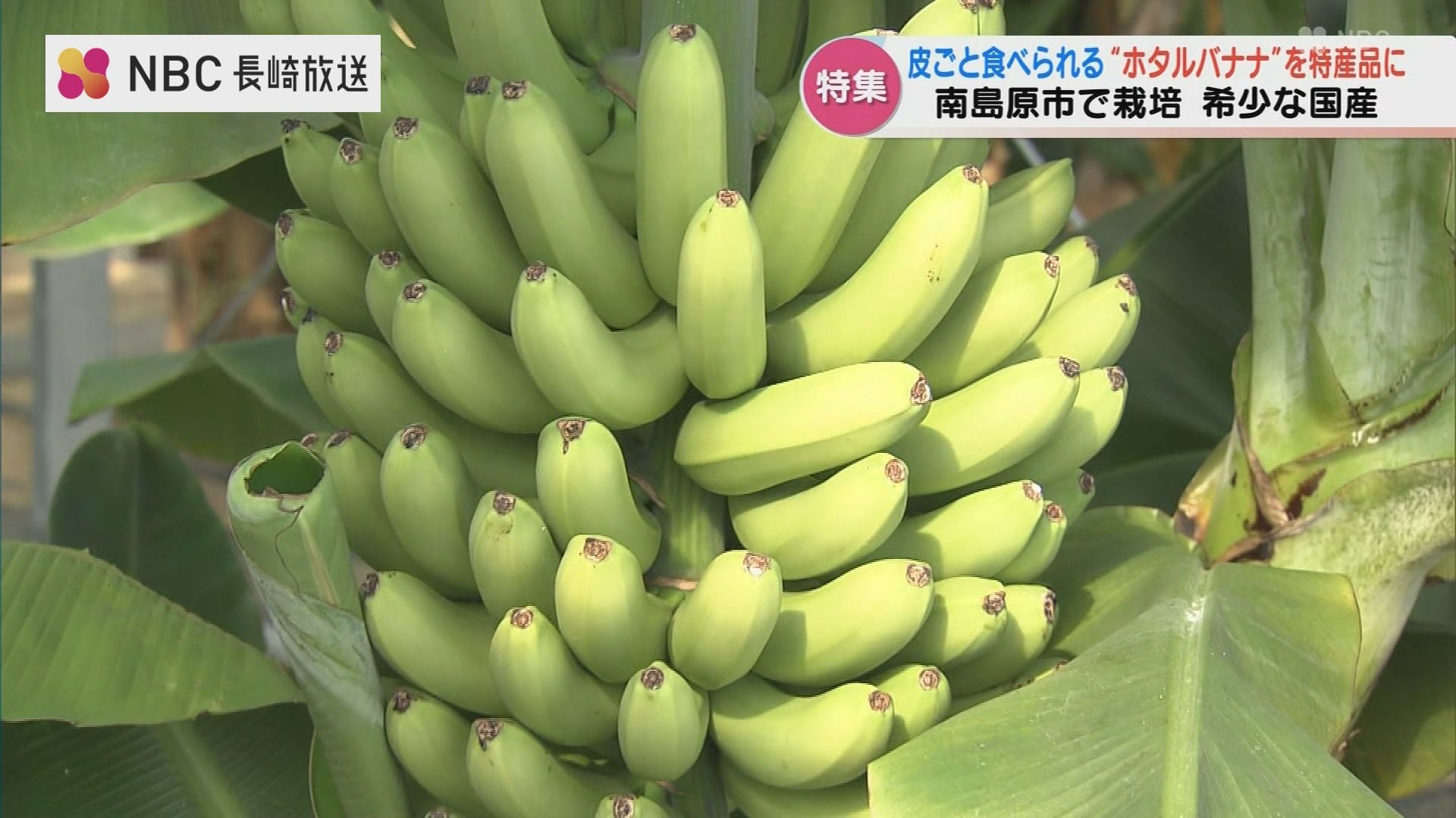 皮ごと食べられる高級バナナ「ホタルバナナ」 本業は建設業「湧水を