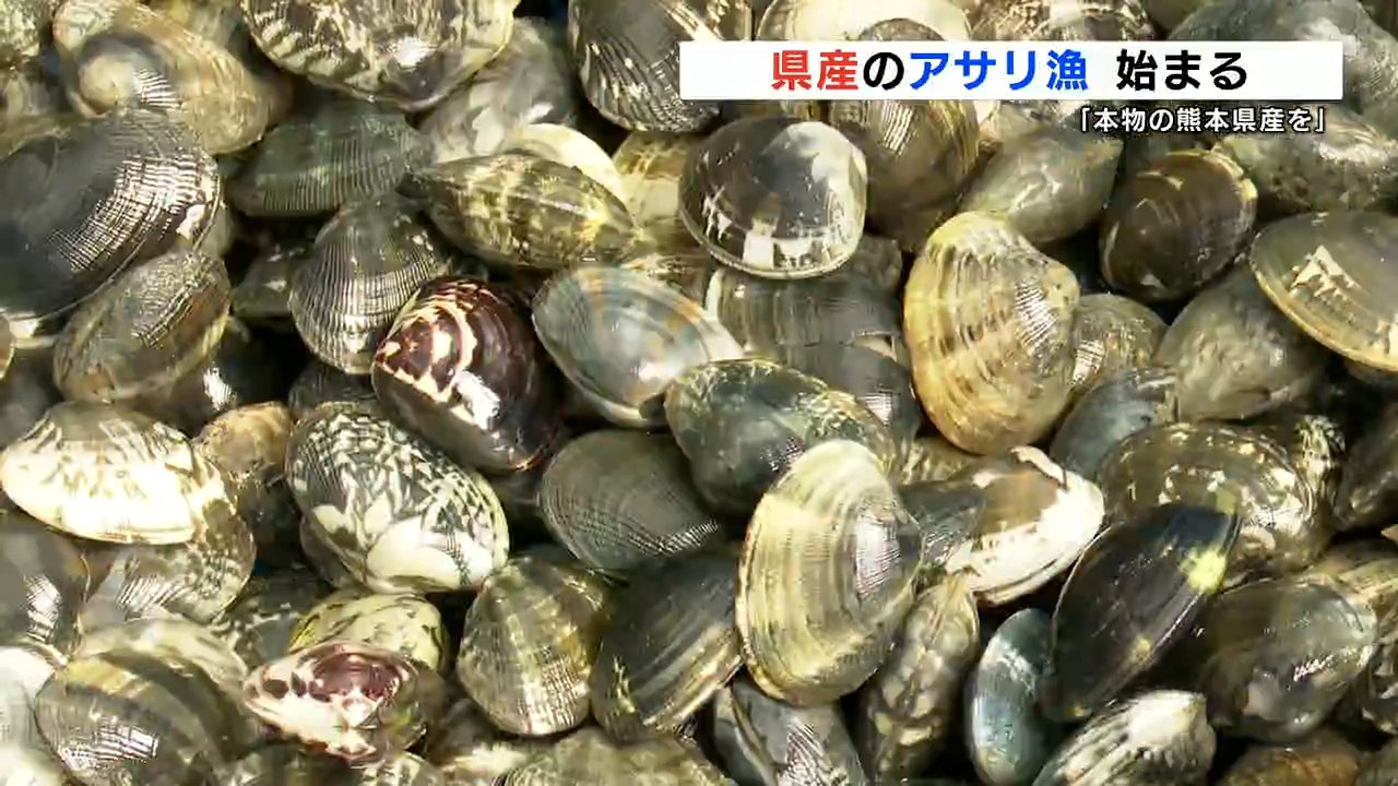 『産地偽装』で揺れた熊本県産アサリ「本物を食べて」漁開始 | TBS NEWS DIG