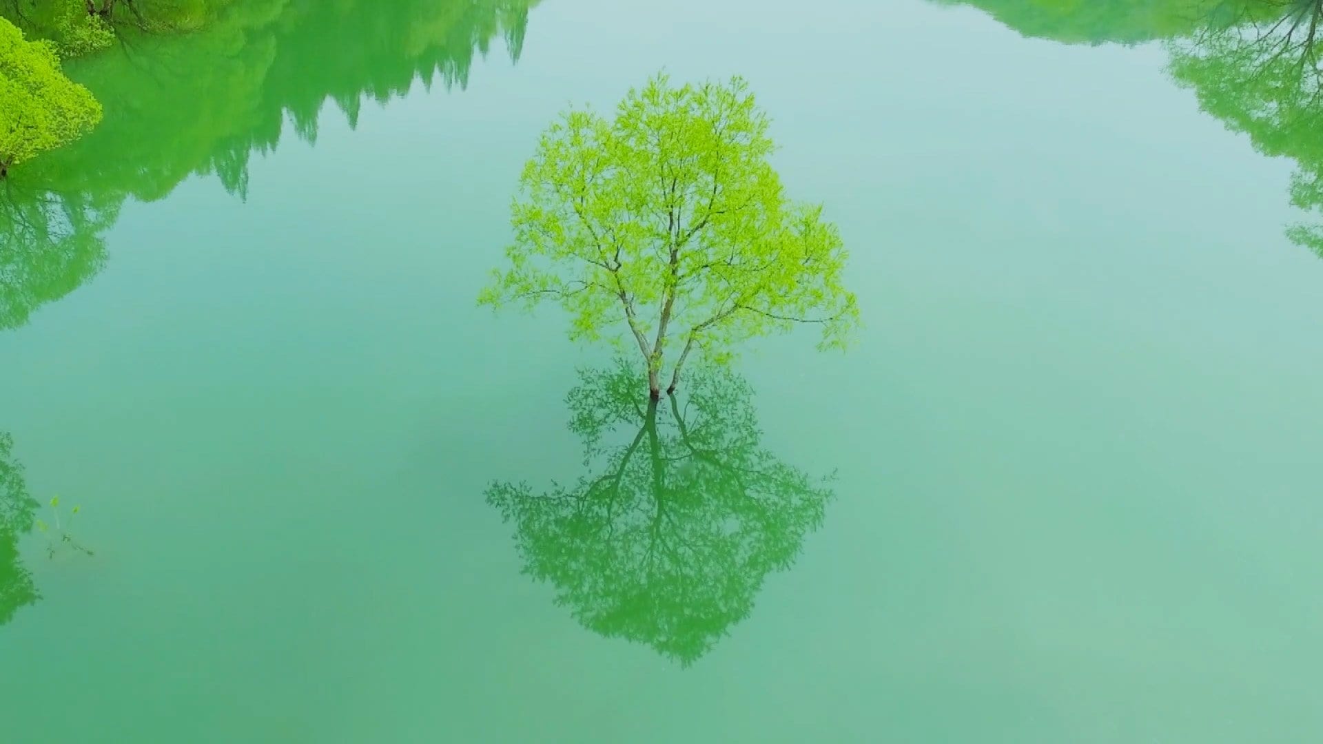 まるで夢の世界…神秘と奇跡の絶景 春だけの「水没林」に出かけよう